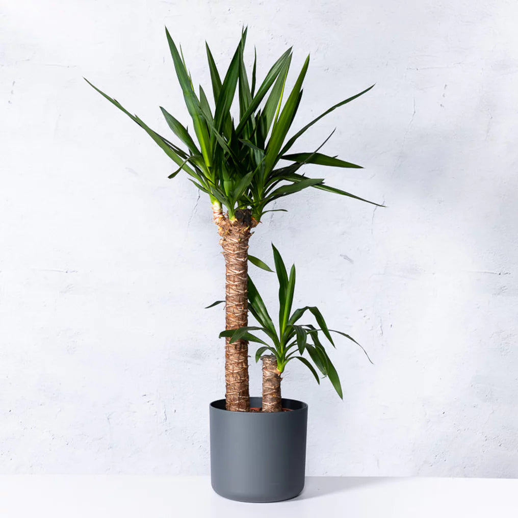 Yucca Plant met Sierpot