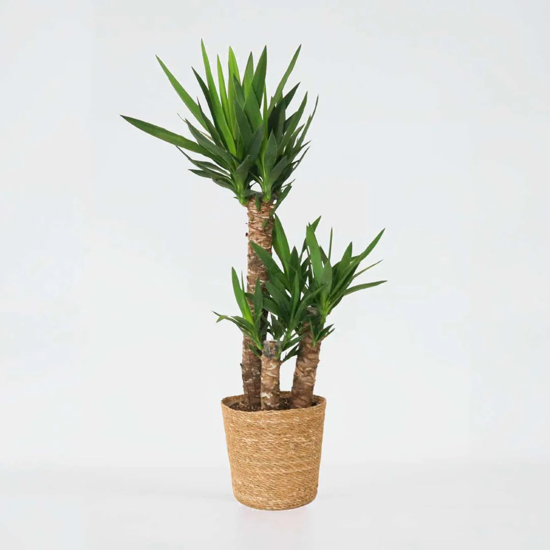 Yucca Plant met Sierpot